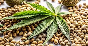 Ultimate Guide to Runtz Seeds Everything You Need to Know Ultimate Guide to Runtz Seeds Everything You Need to Know