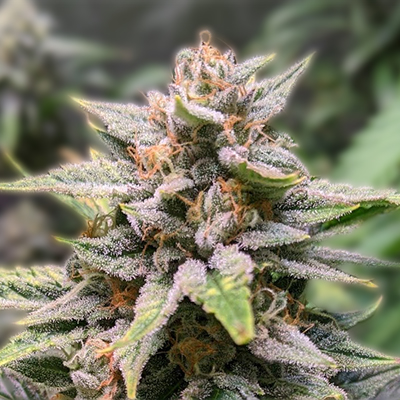 Ultimate Guide to Runtz Seeds Everything You Need to Know Ultimate Guide to Runtz Seeds Everything You Need to Know